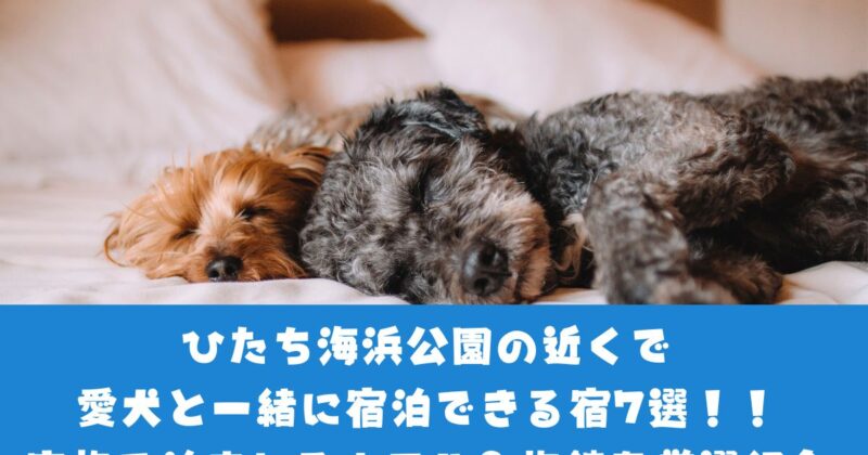 ひたち海浜公園近隣ペットと泊まれる宿